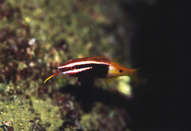 Parupeneus barberinoides